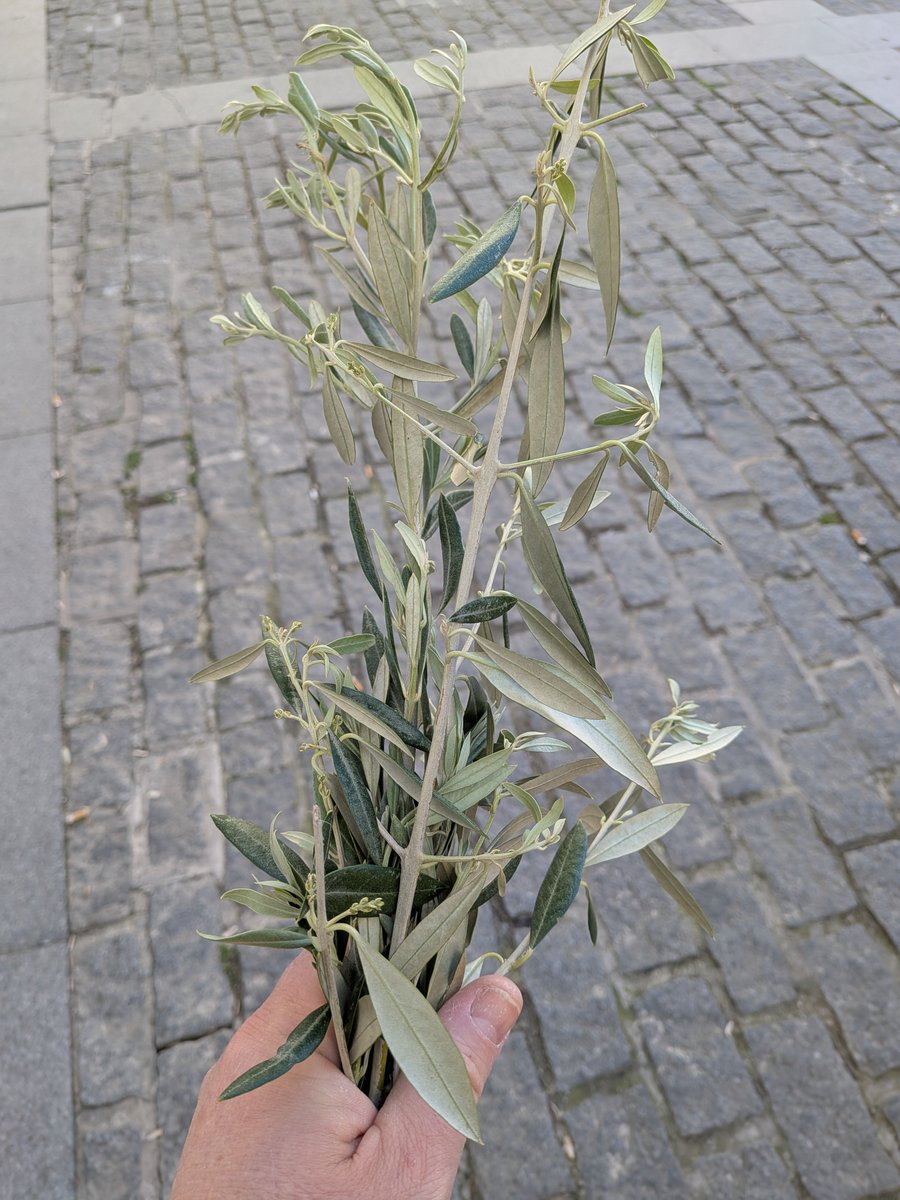 José Ramírez del Río ن tweet media