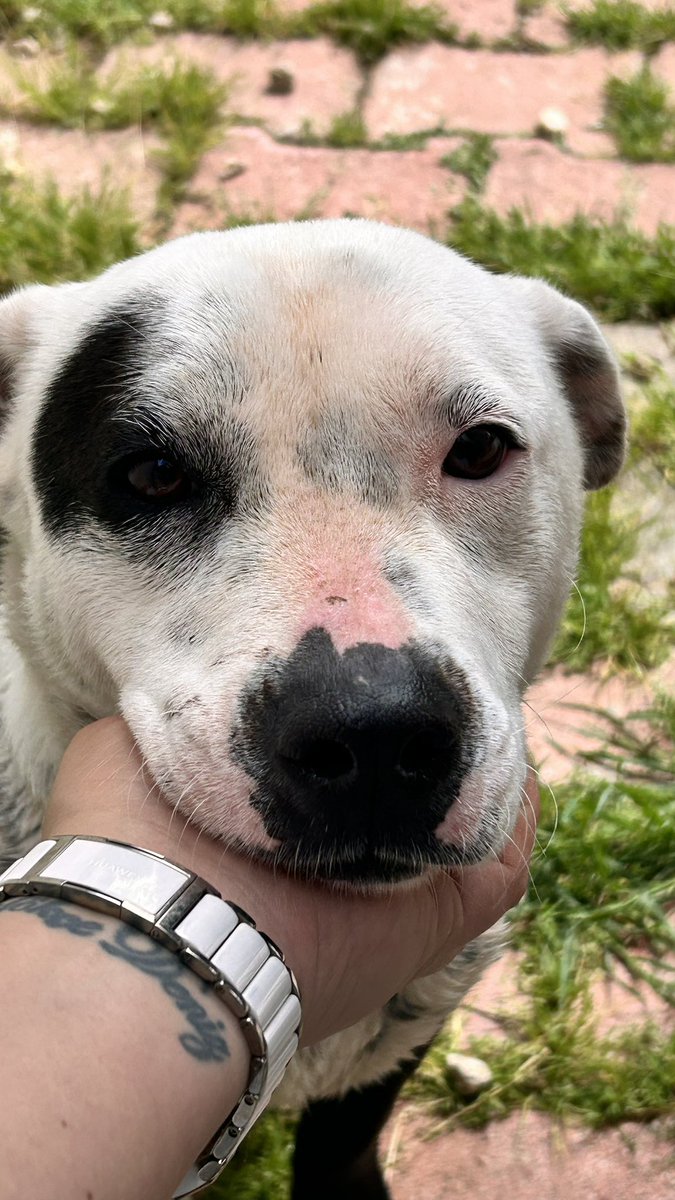 Bilge Güvener tweet media