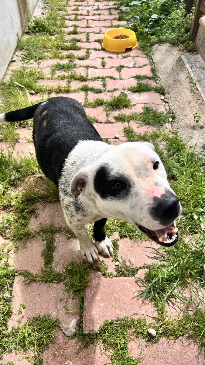 Bilge Güvener tweet media