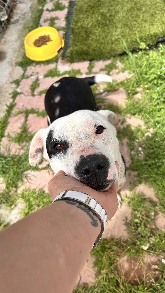 Bilge Güvener tweet media