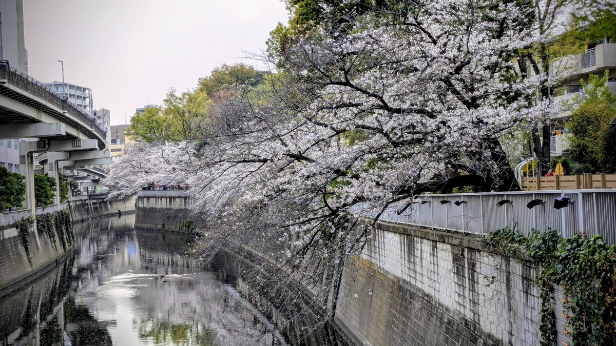 咲いてた