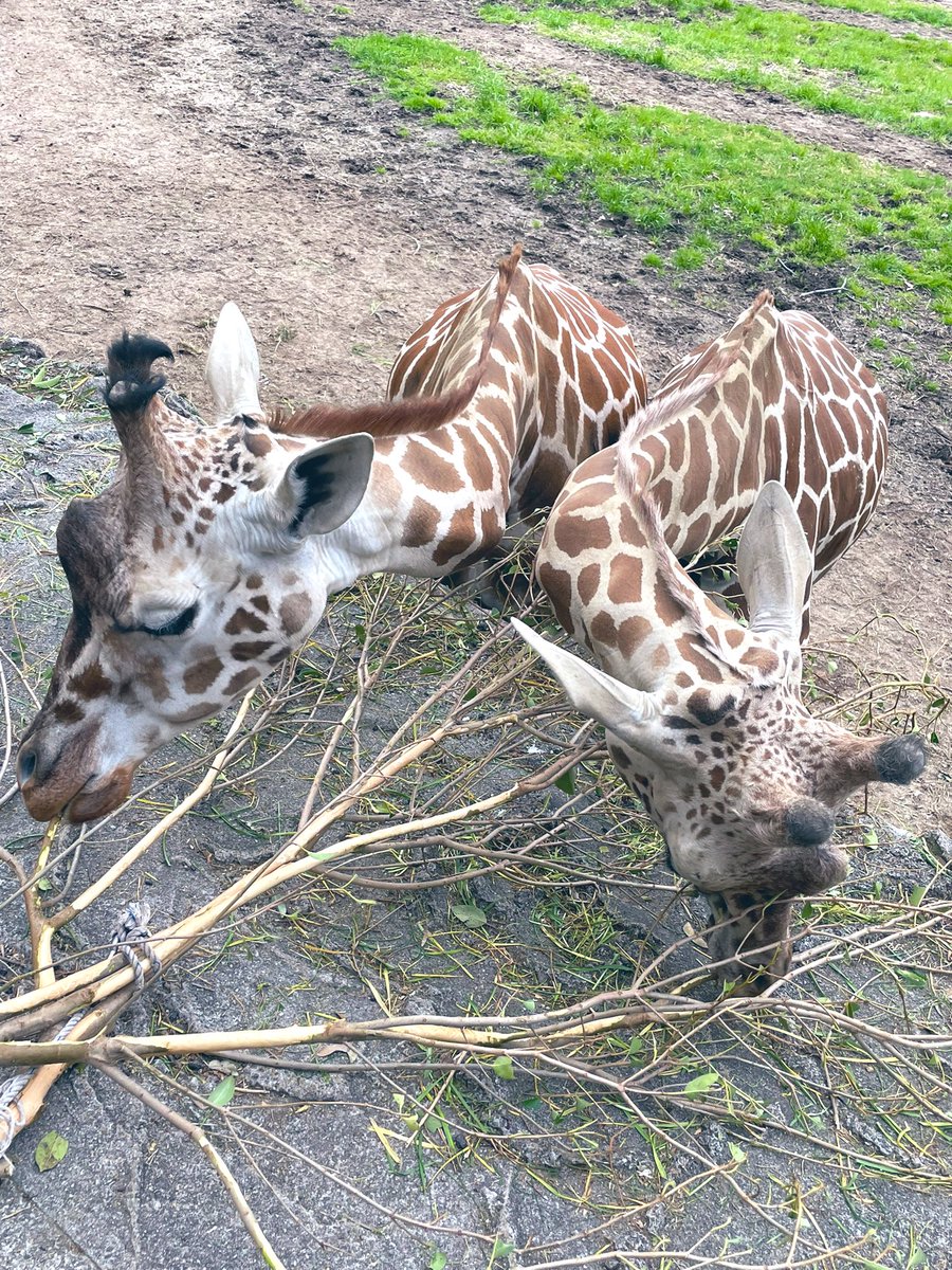 动植物园的年票一年也用不了三次，但还是会每年都买。

这么棒的动植物园真该多来几次🌸