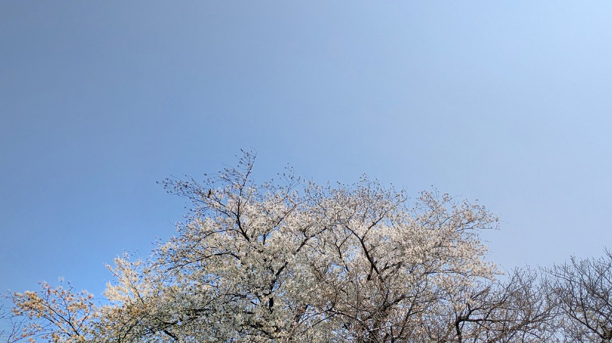 BlueDuckle's tweet photo. 快晴でも満開でもないから映えない
そう思うのは自分のエゴイズムか
#桜 https://t.co/pwxmQtnvtT