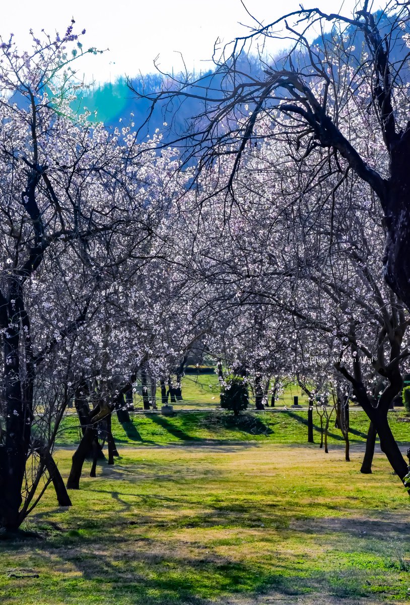 𝐌𝐨𝐡𝐬𝐢𝐧 𝐀𝐥𝐭𝐚𝐟 (محسن ألطاف حسنين) tweet media