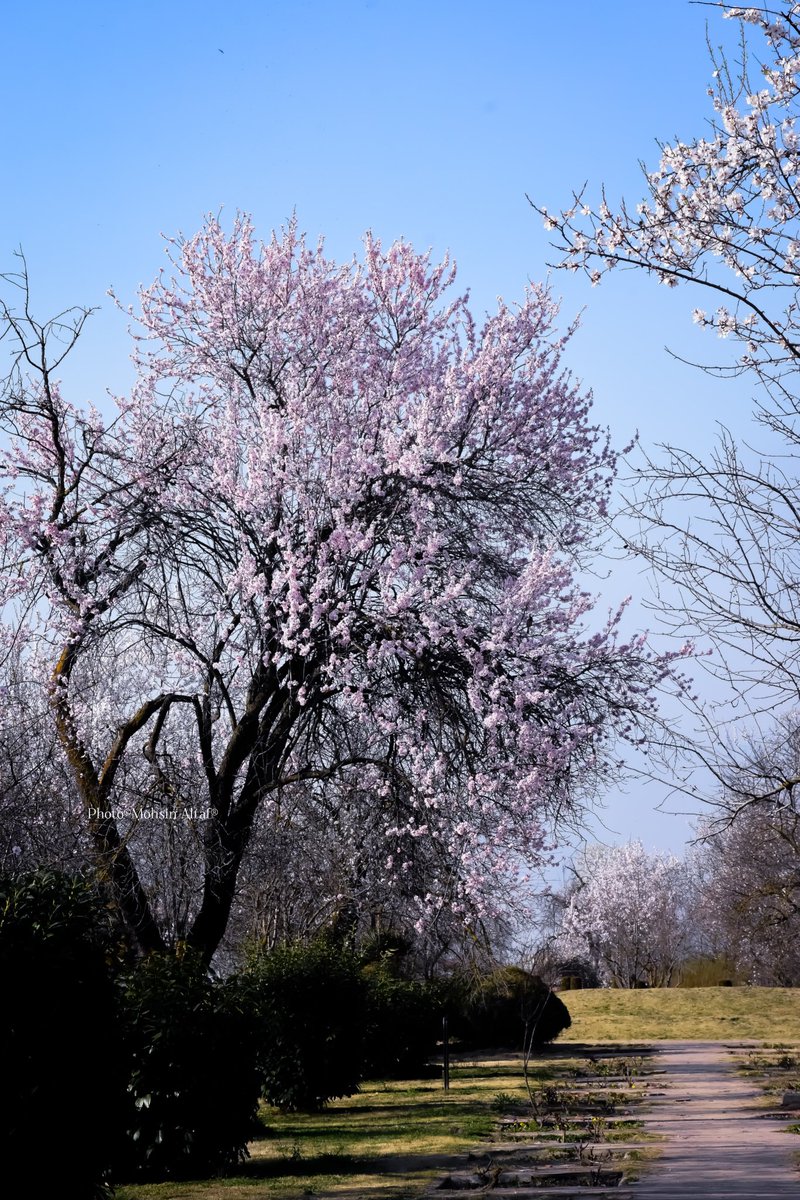 𝐌𝐨𝐡𝐬𝐢𝐧 𝐀𝐥𝐭𝐚𝐟 (محسن ألطاف حسنين) tweet media