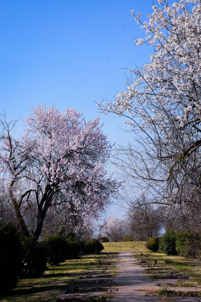 𝐌𝐨𝐡𝐬𝐢𝐧 𝐀𝐥𝐭𝐚𝐟 (محسن ألطاف حسنين) tweet media