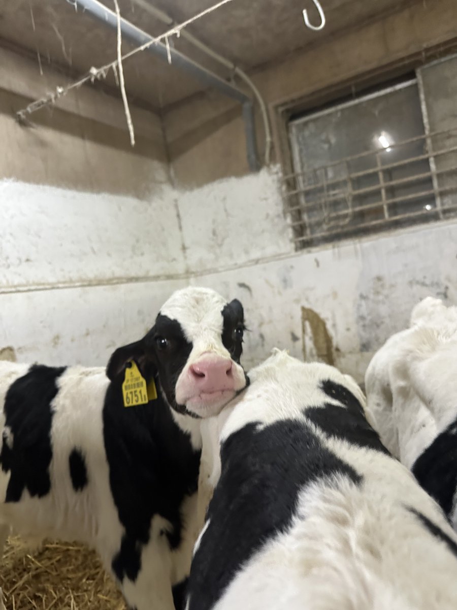 もみのき tweet media