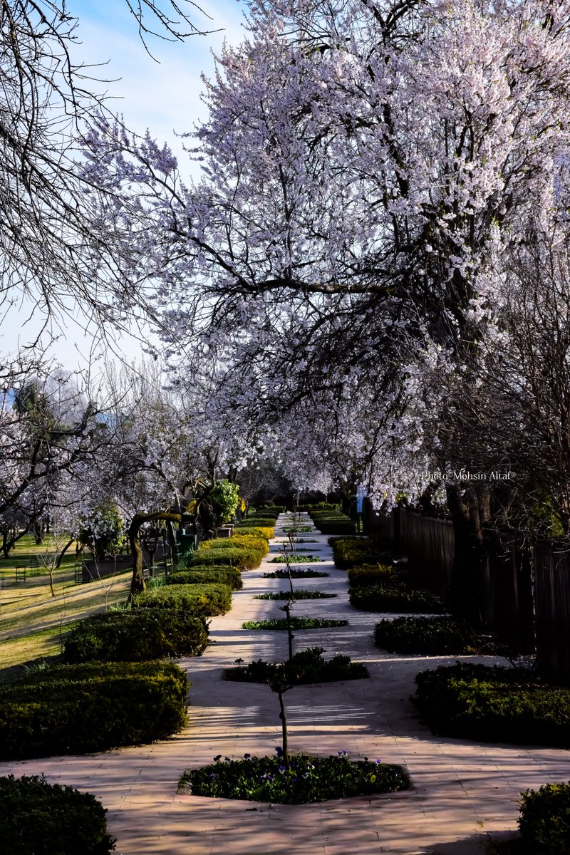 𝐌𝐨𝐡𝐬𝐢𝐧 𝐀𝐥𝐭𝐚𝐟 (محسن ألطاف حسنين) tweet media