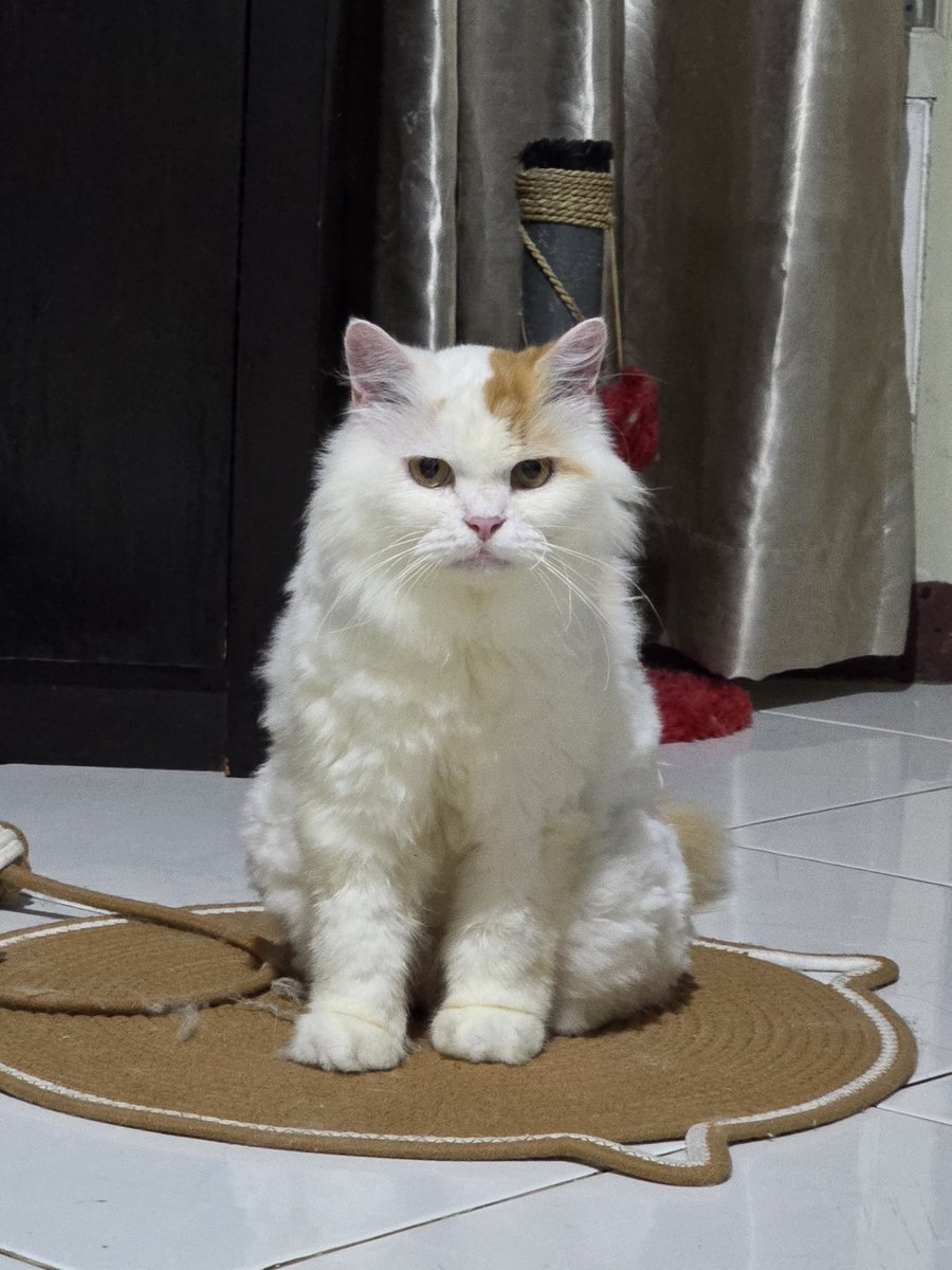 Ciku 🦁🍉 tweet media