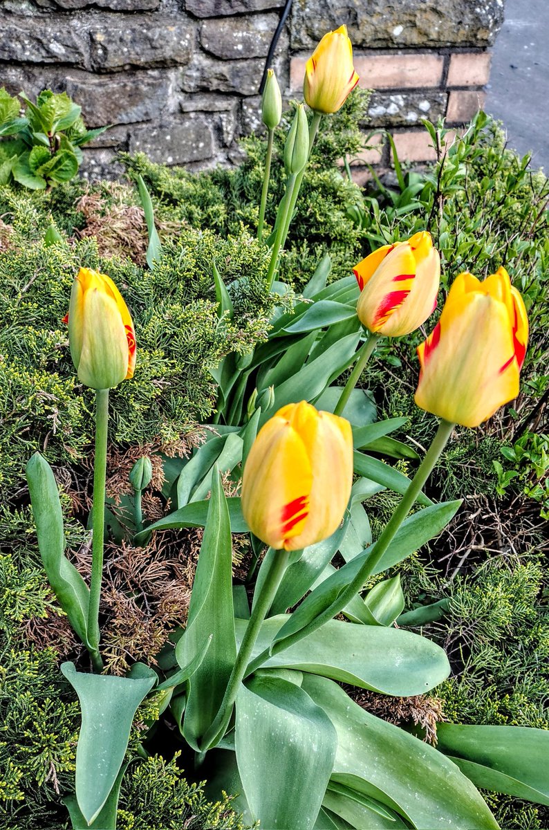 brightnewvensa's tweet image. 🌤️

🌿  💛
    🌿

The Yellow Tulips,
with a little bit of red splash,
strength is stim
from the soil bed,
and hold the heads
steady and high.
Ready to be ready,
to show in their full Beauty,
when the time IS just Right. 🌿🌷🌷🌷

#Spring
#Garden
#FlowerPower
#SundayYellow 💛