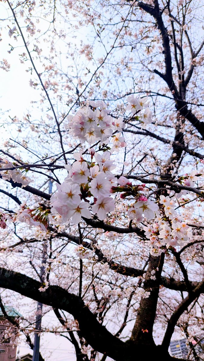 summer_kapikapi's tweet photo. 桜咲いてきた〜🥰 https://t.co/Tc6wagLsvk