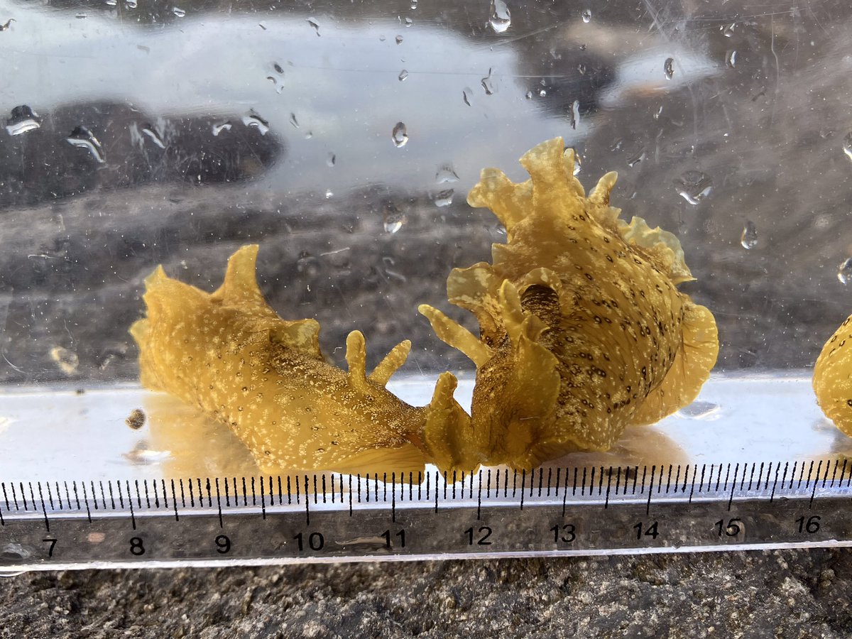 大月ぐんぐにーる tweet media