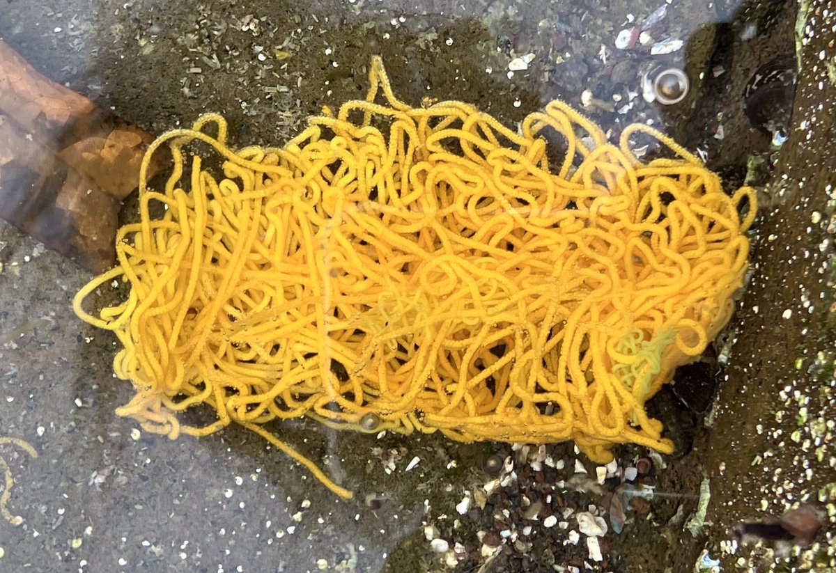 大月ぐんぐにーる tweet media