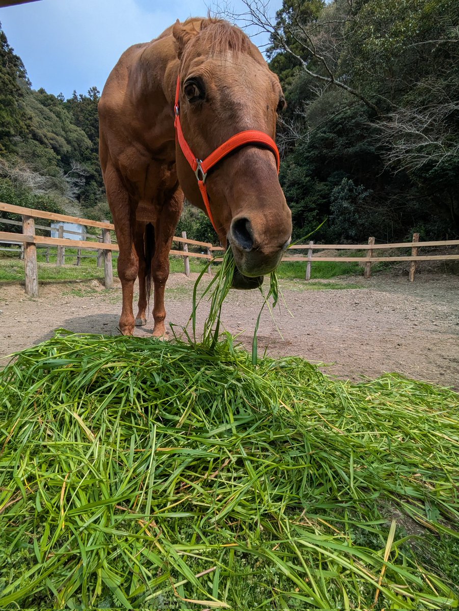 土佐黒潮牧場 tweet media