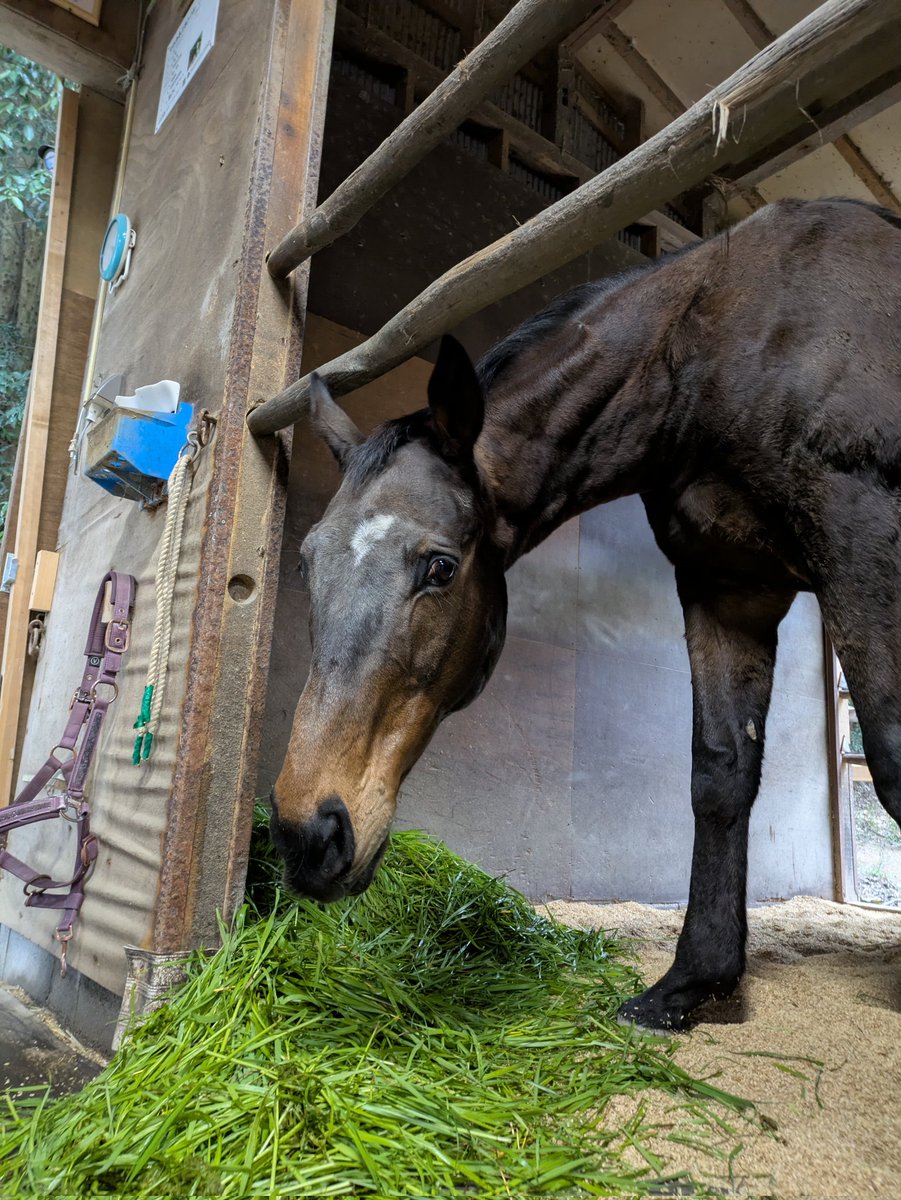 土佐黒潮牧場 tweet media