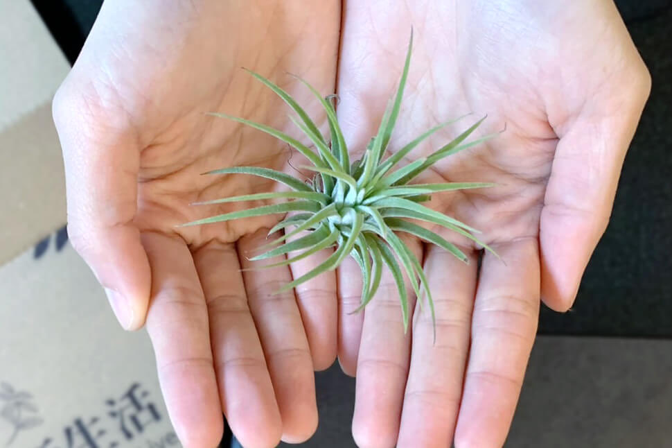 厭世唆啞 tweet media