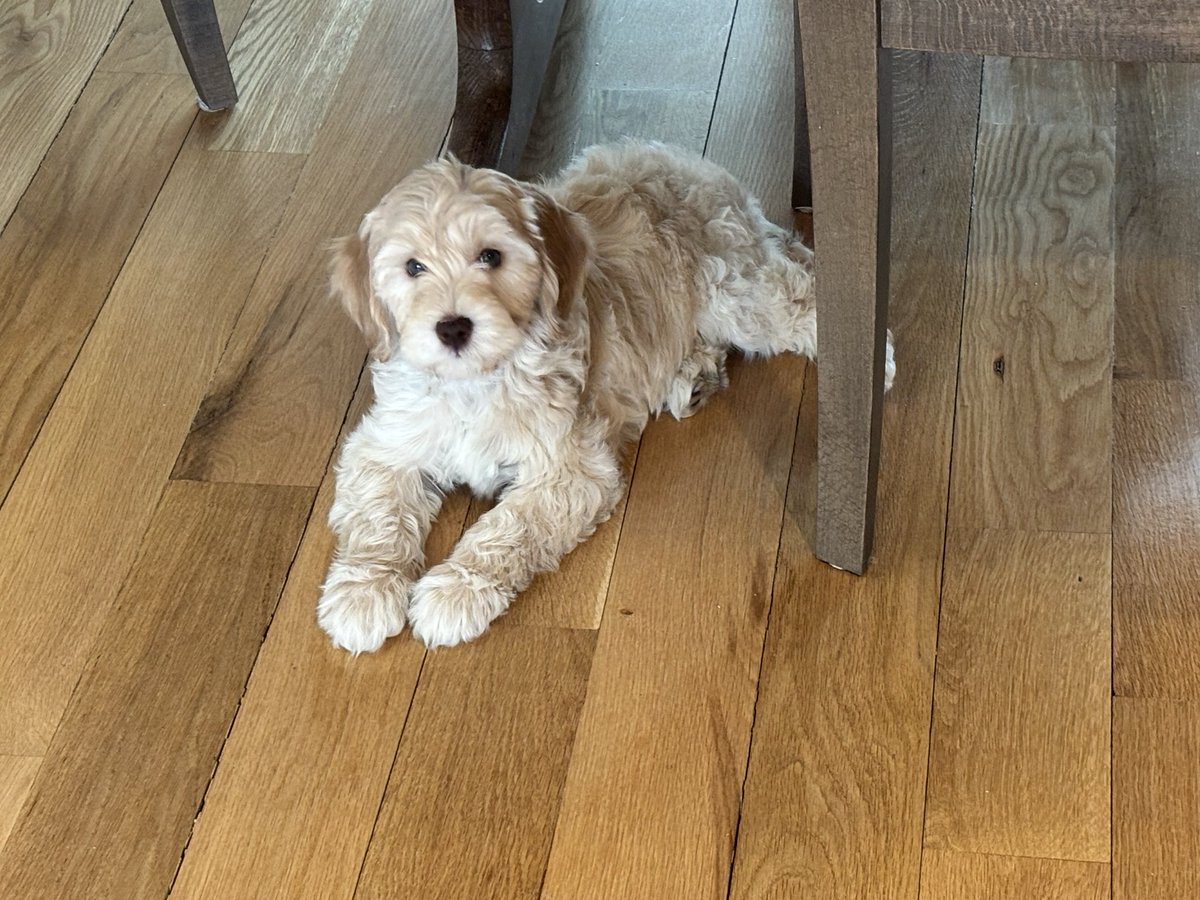 Jeffrey A tweet media