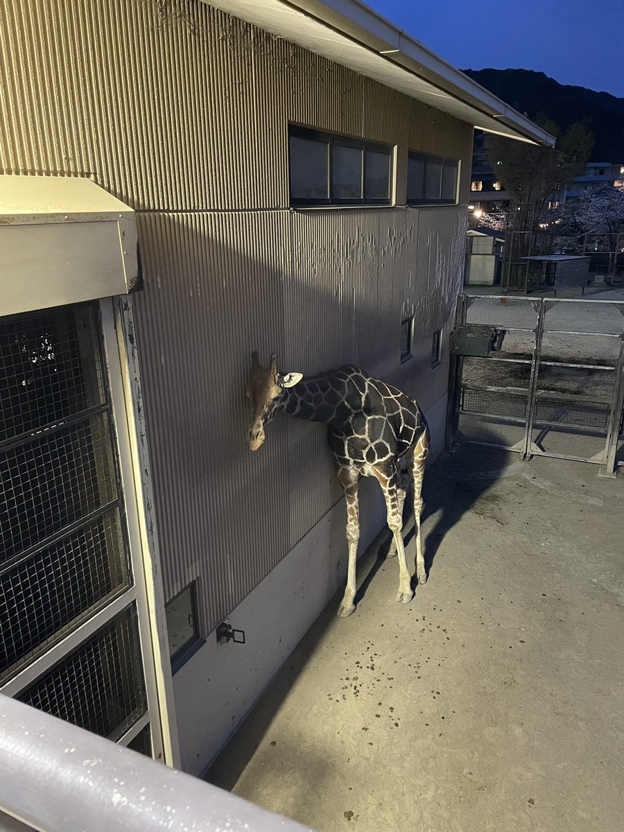 vxt0j04's tweet photo. 夜の動物園楽しかったです https://t.co/j1ZaRMktaW