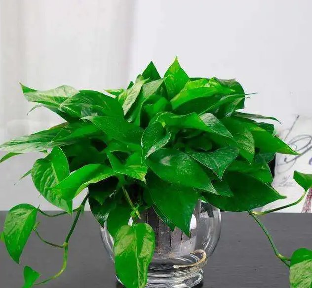 Micaela Canavesi tweet media