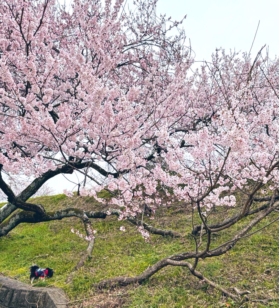 こつぶ 🐾 tweet media