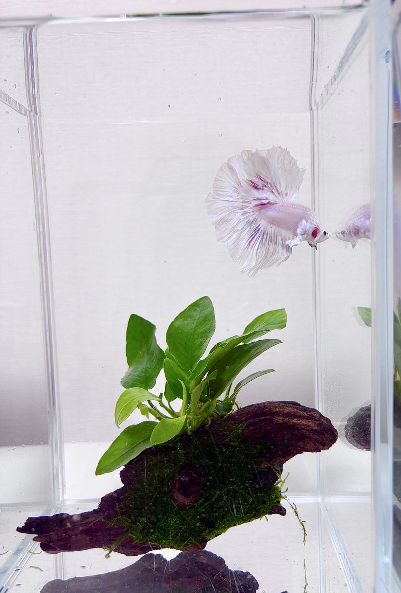 のの💌 tweet media