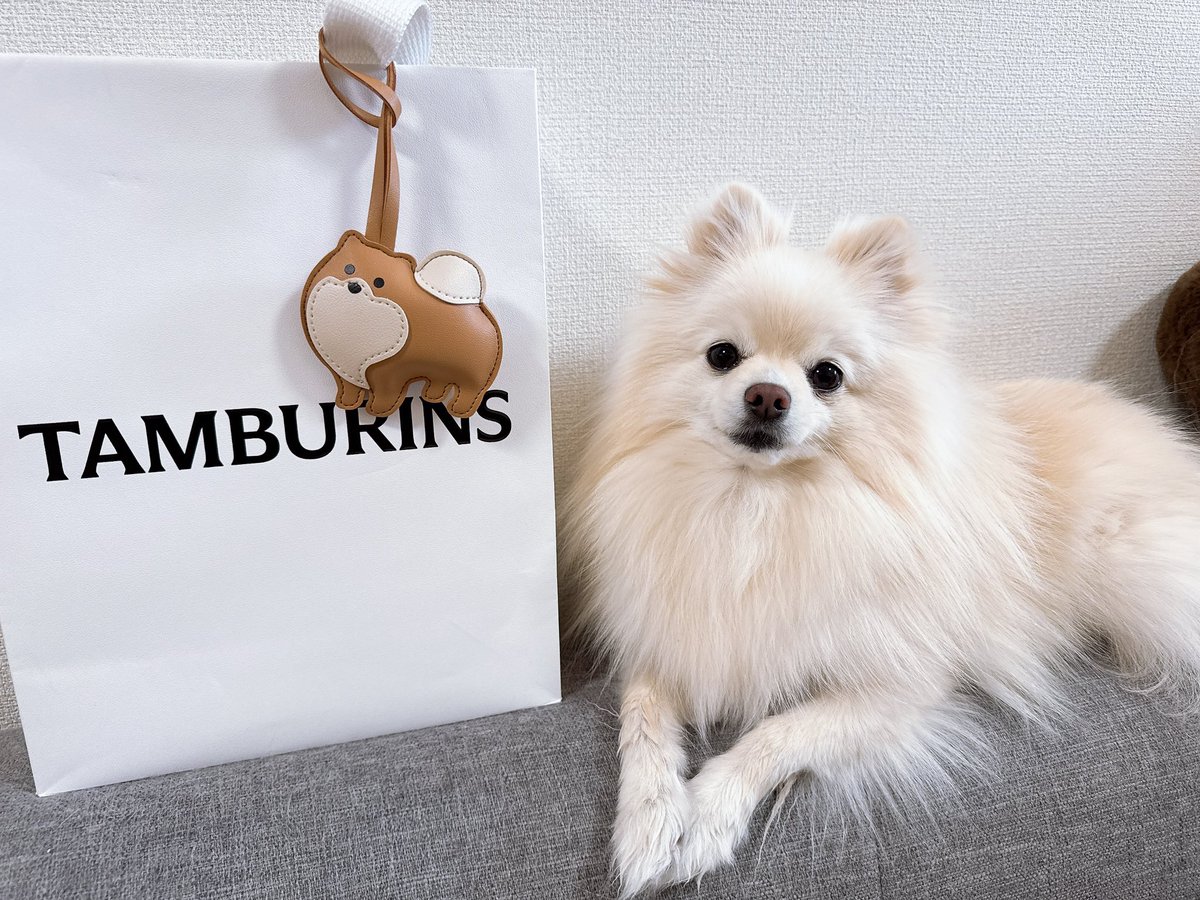 タンバリンズのポメラニアンチャームとステラくん꒰ ՞•ﻌ•՞ ꒱ #TAMBURINS
