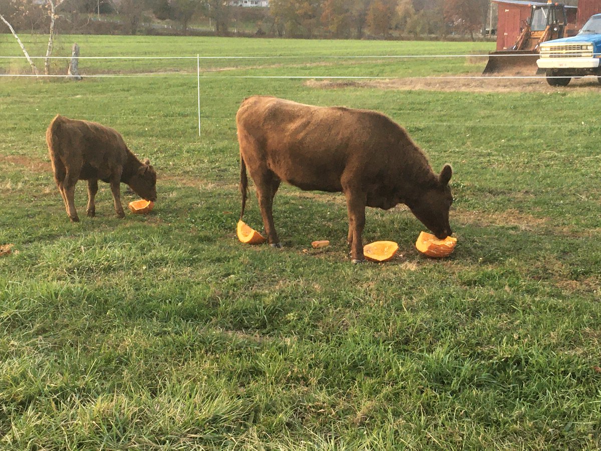 Silly Old Pops tweet media