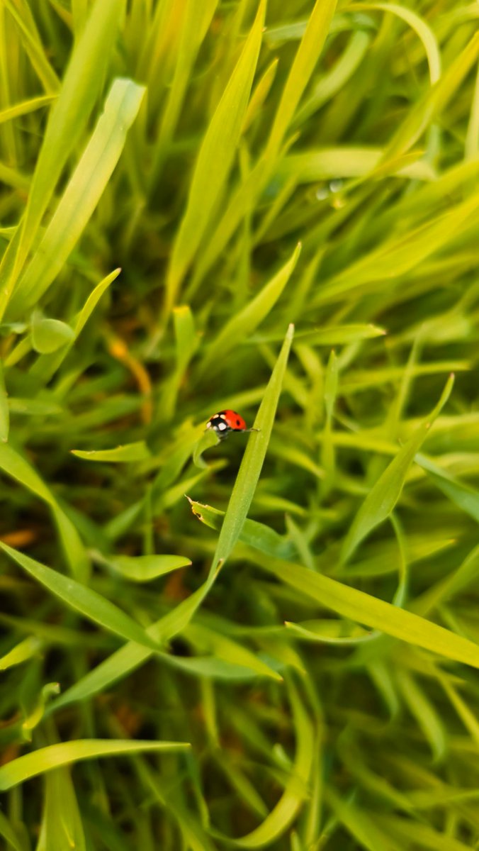 до лампочки tweet media