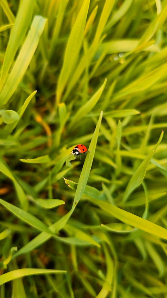 до лампочки tweet media