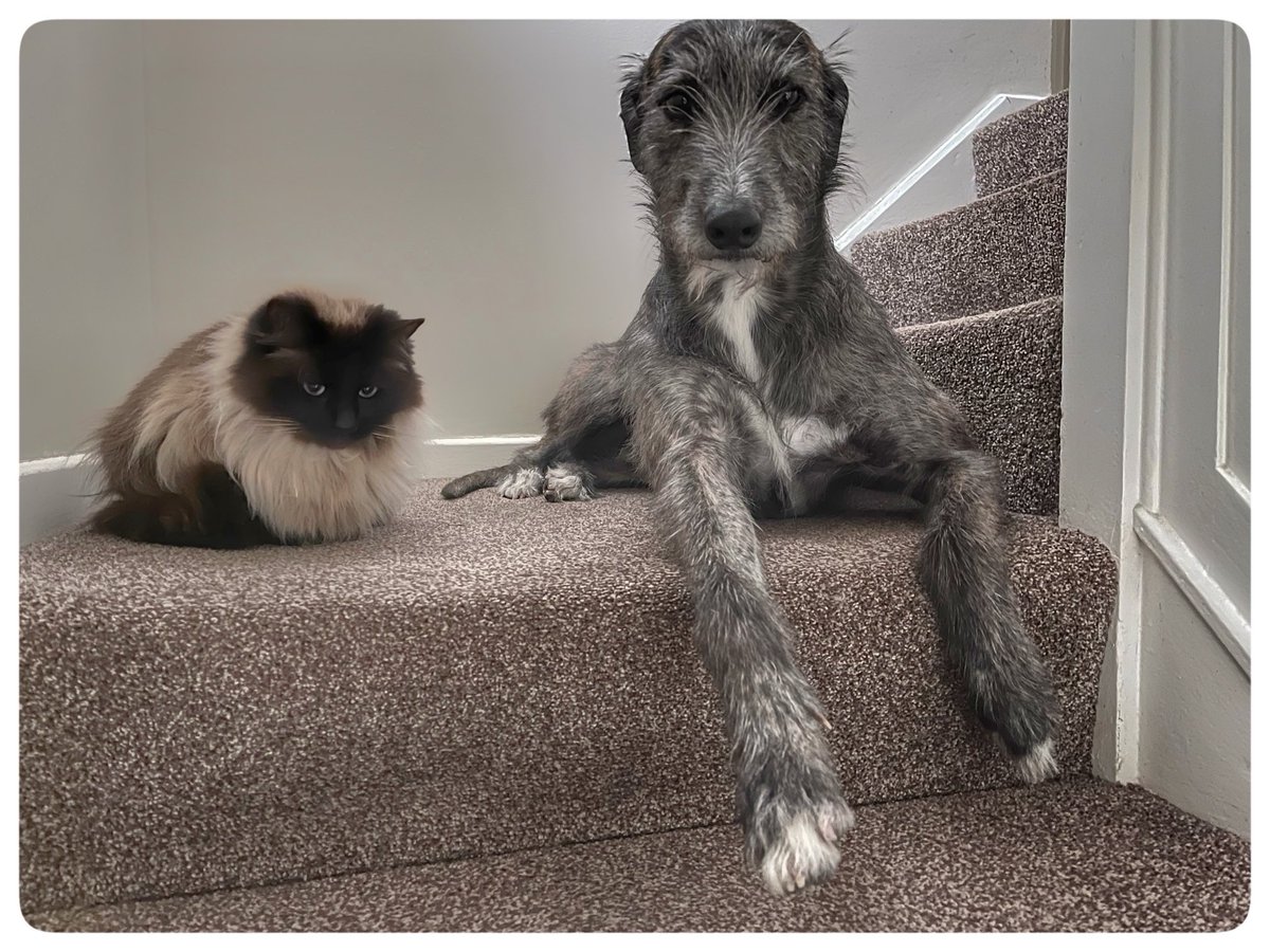 Flying Pig 🚁 tweet media