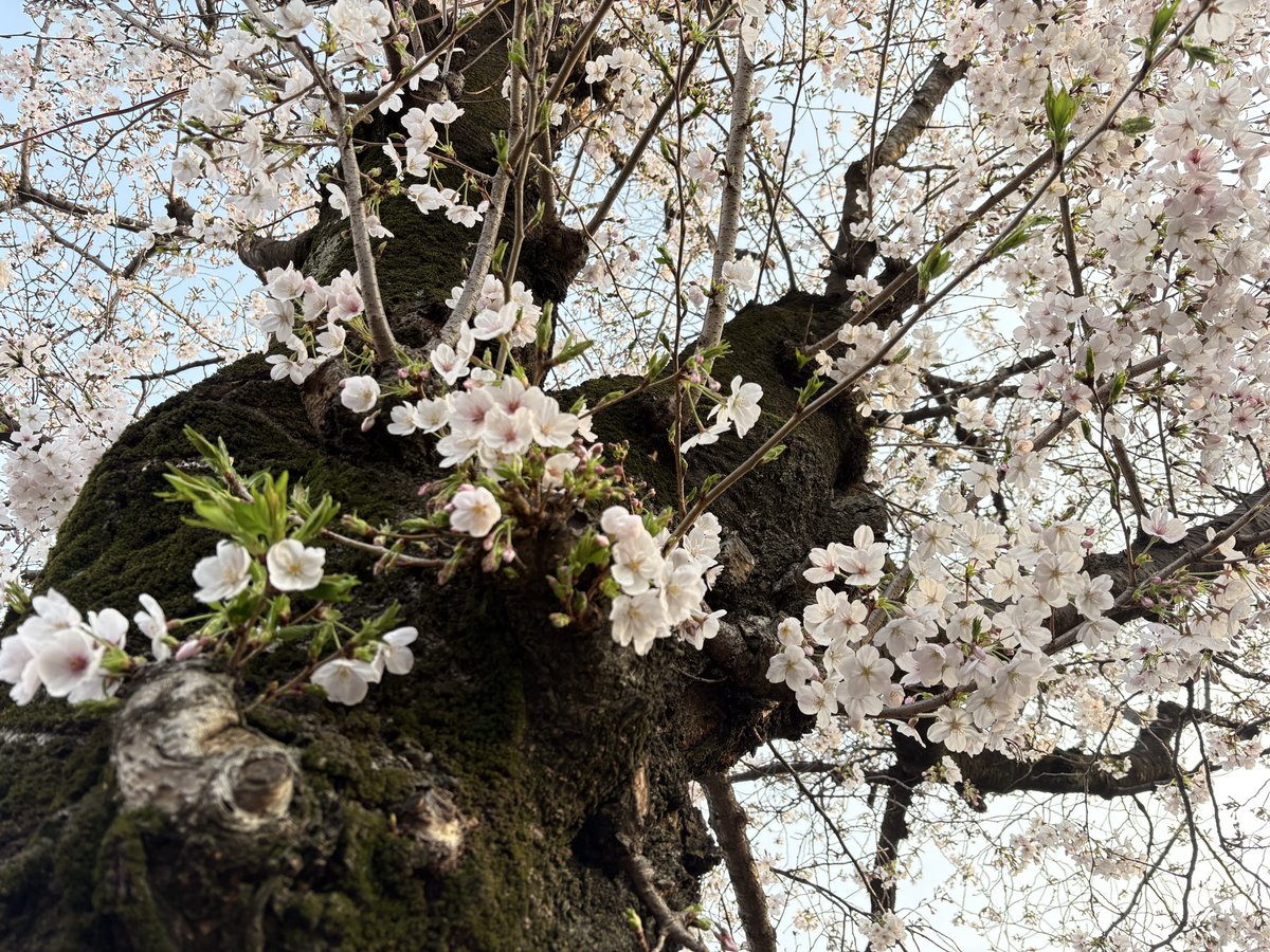 らいむ tweet media