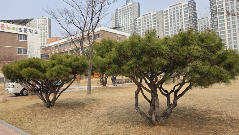 hongsoontae's tweet photo. 활력 넘치는 소나무와 반송의 숲, 숲속향기 공원 이야기
https://t.co/6q2qNkAB20 

#시흥시 #숲속향기공원 #배곧동 #소나무 #반송 #전정 #조경관리 #공원관리 #병해충방제 #큐지디 #아름다운공원 https://t.co/qaed3YQ8Ze
