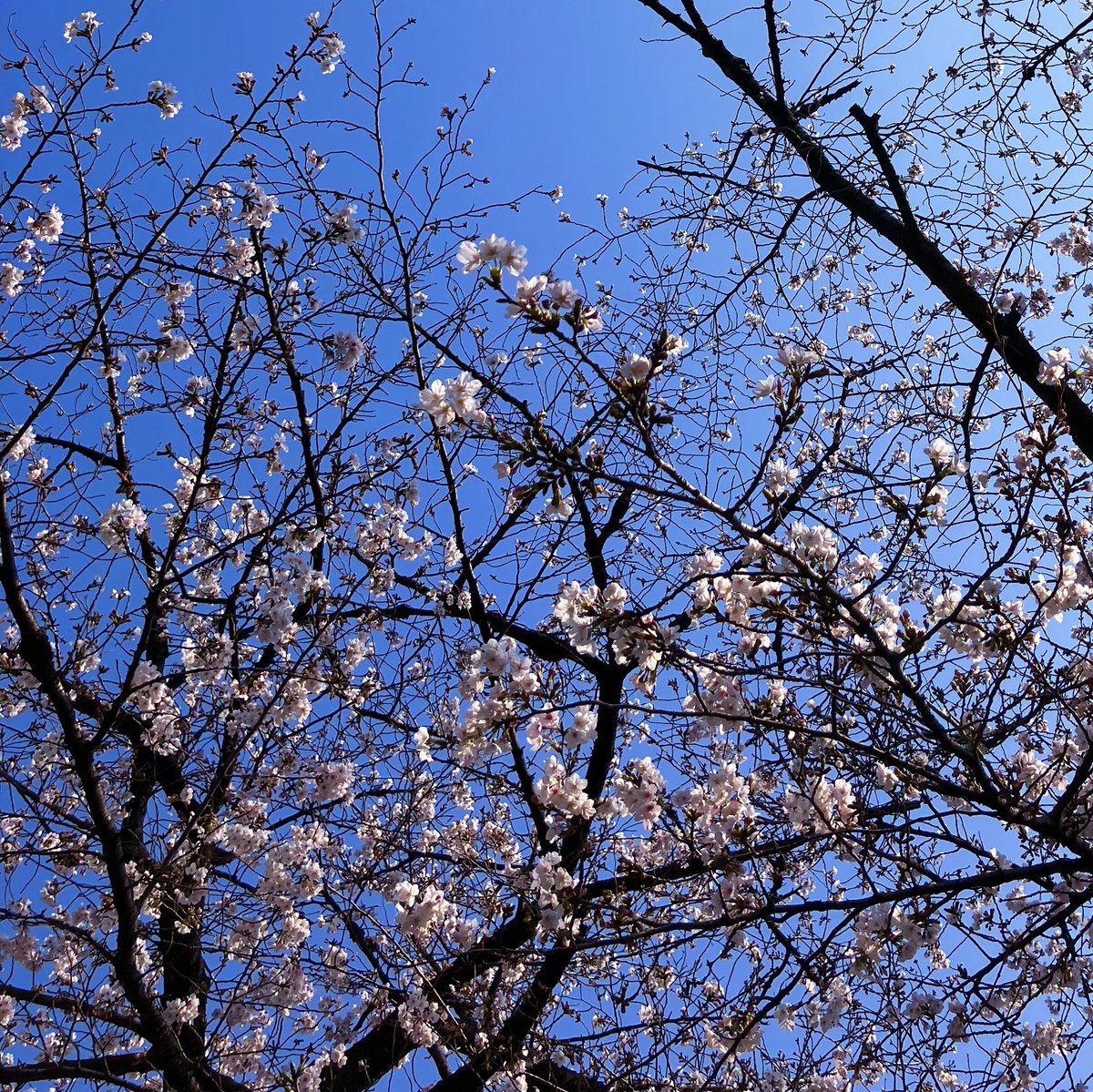 お花見した🌸春は出会いの季節だね😽むかしメッセージでやりとりしてたカップルさんと奇跡的に再会できてびっくり❣️馴染みのカップルさんたちにも会えて嬉しかった☺️