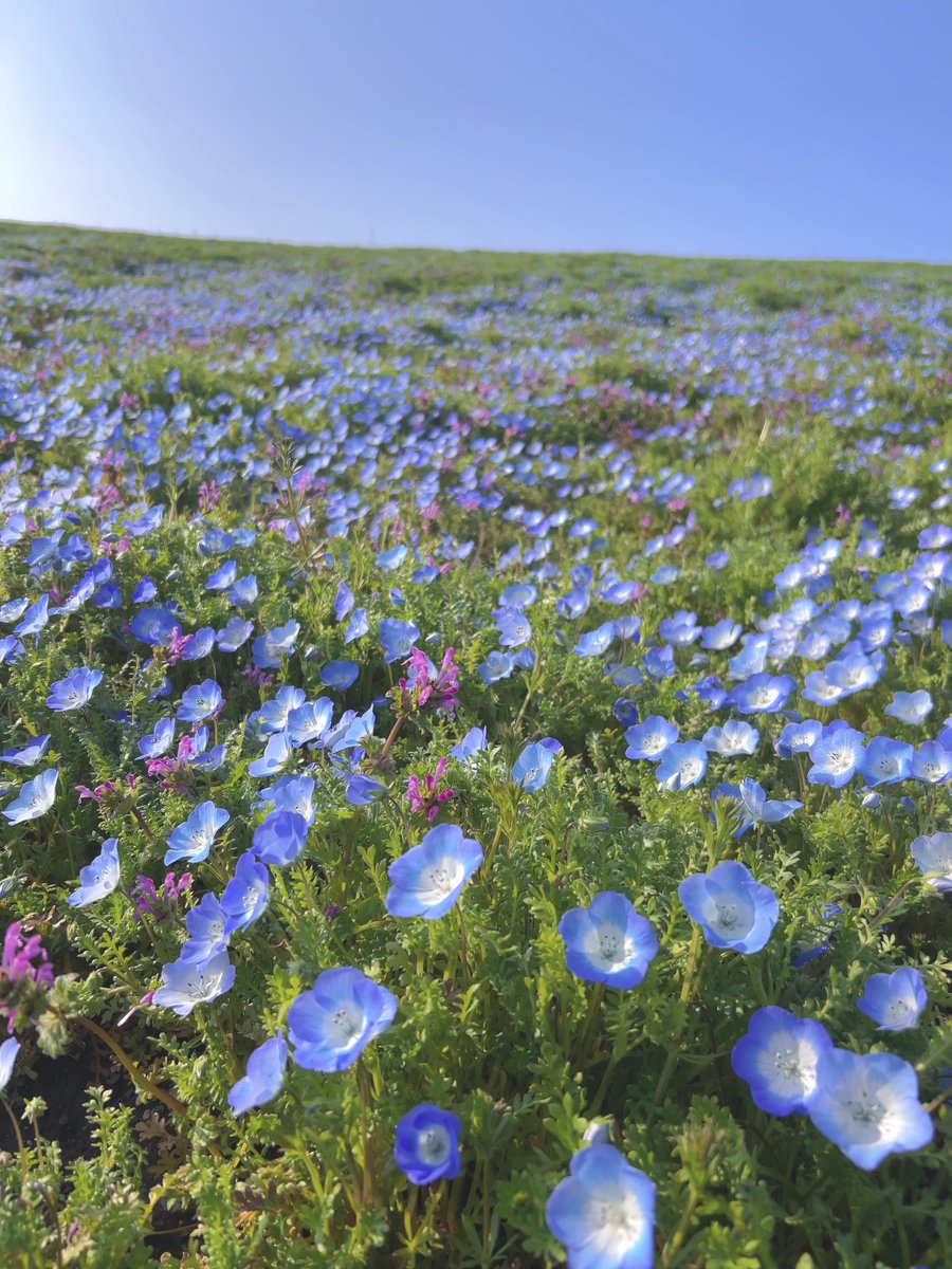 のすけ tweet media