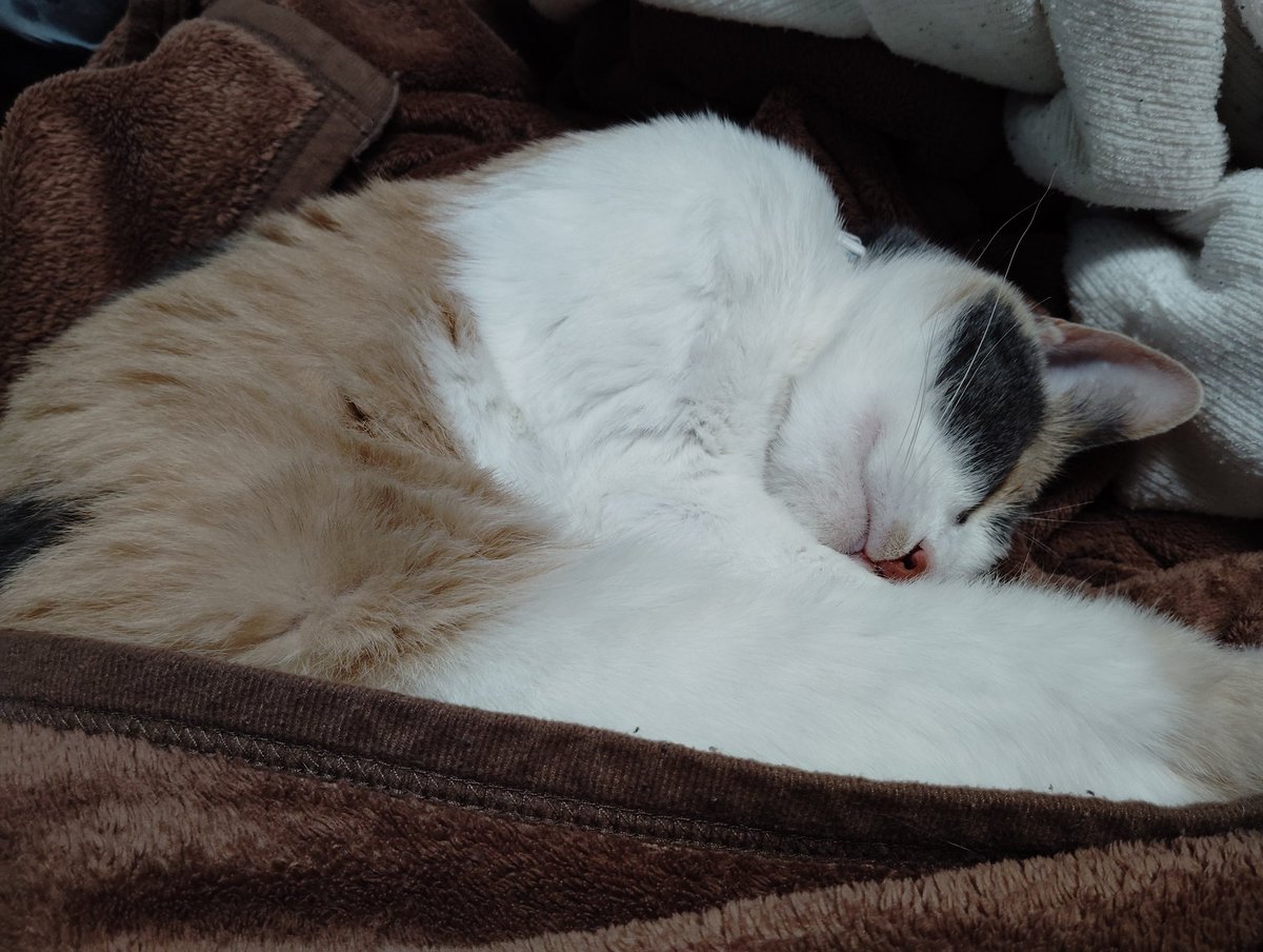 カナガワTM364/湘南Es364 tweet media