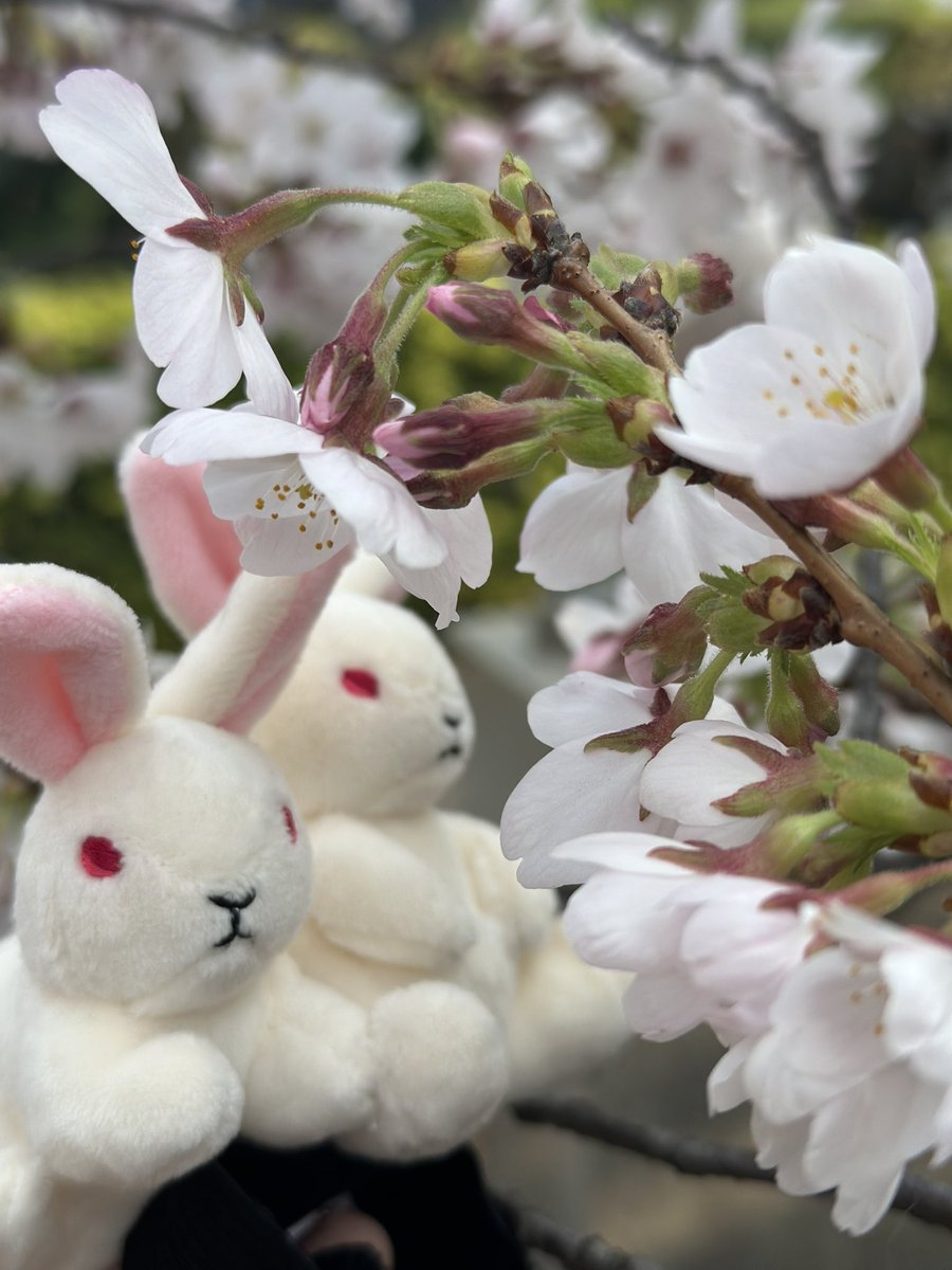 宇佐美涼子🐰声優/ナレーター tweet media