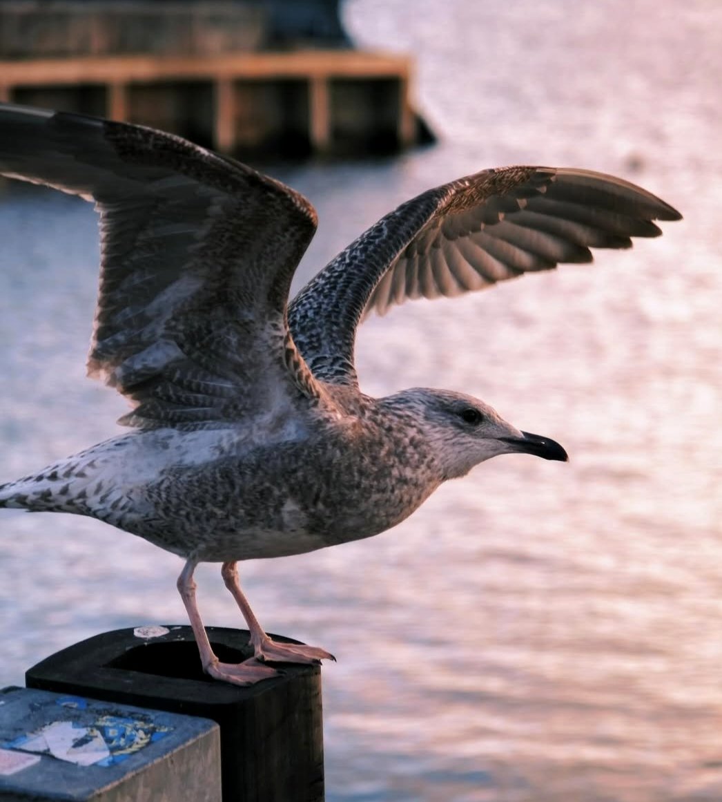 sanjaraic1's tweet image. Born to fly... the sea’s own sprite.

#7syllablesentence #fly #vss365 #sprite #sealovers #photography