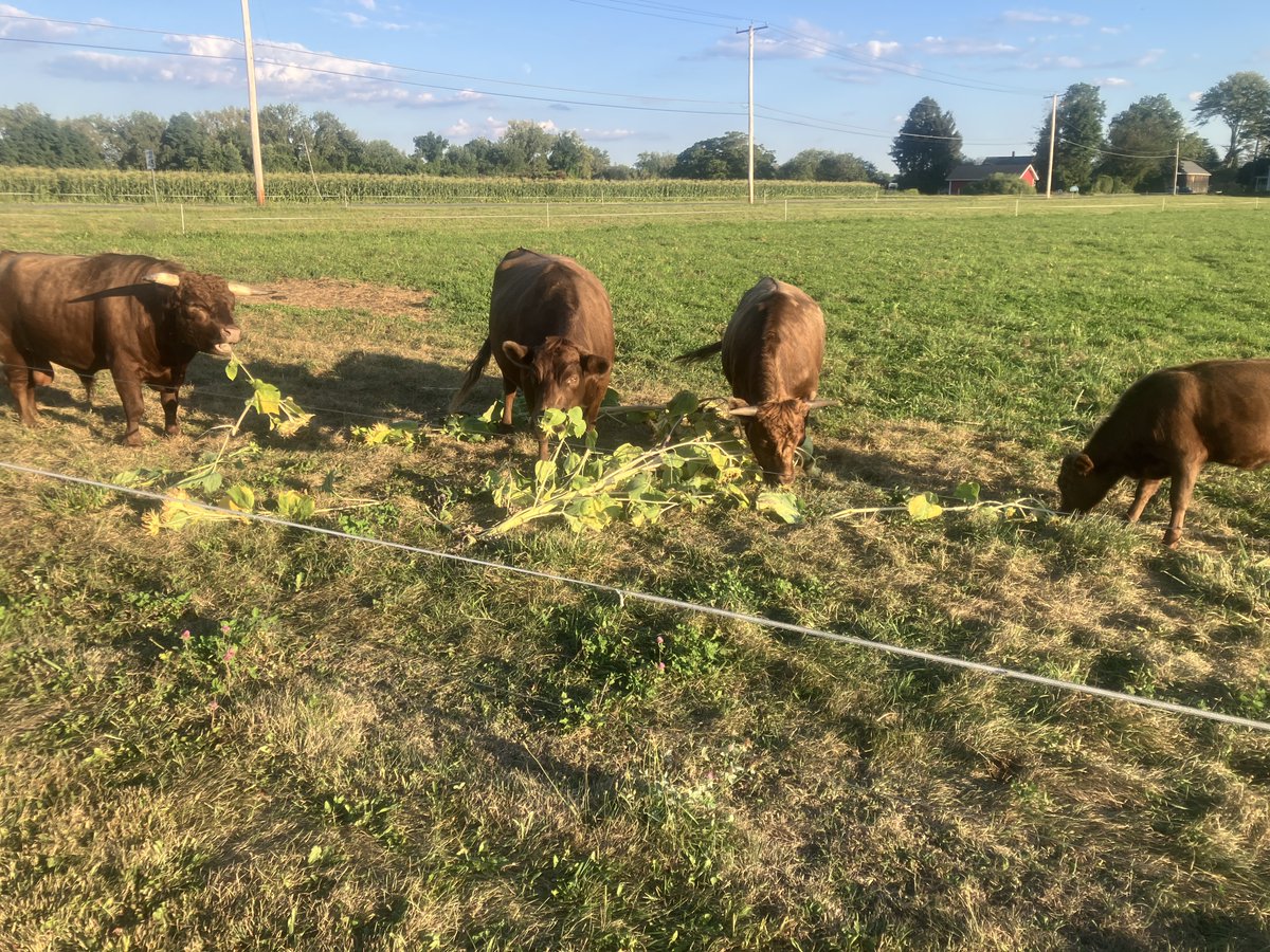 Silly Old Pops tweet media