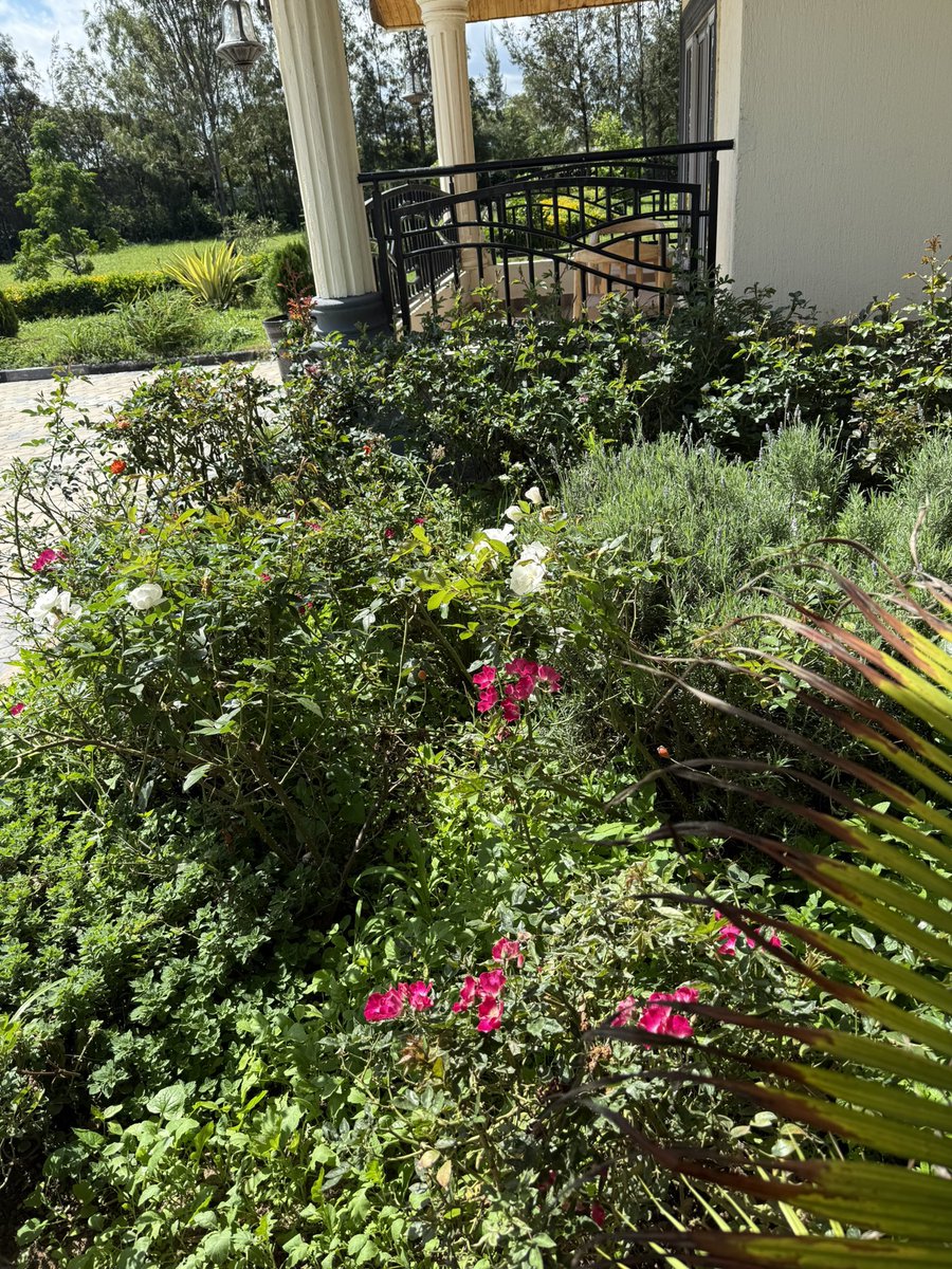 SomoinaKapeen's tweet photo. Outside my bedroom window is an explosion of herbs and Roses! https://t.co/B72lCJUBWY