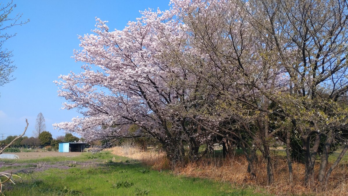 Piggy's Grandma tweet media