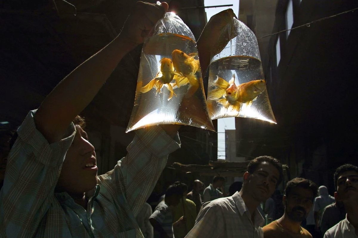 just pics tweet media