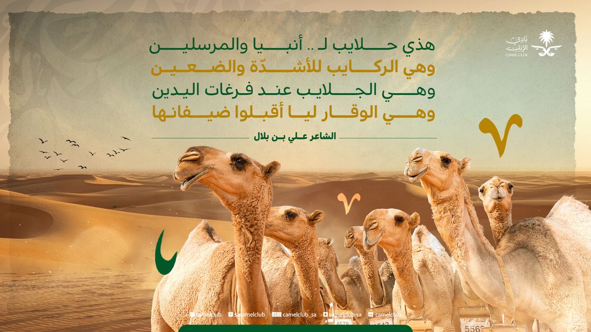 نادي الإبل tweet media