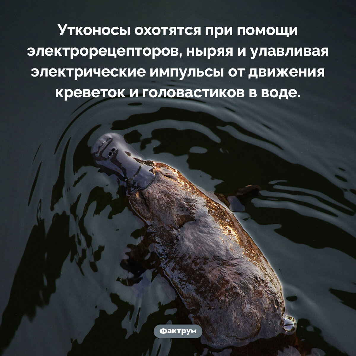 Фактрум tweet media