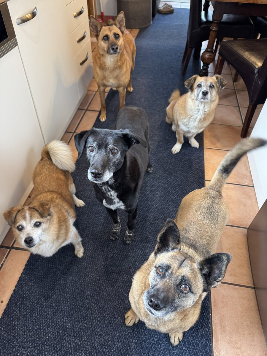 Schwarze Katze 🖤 tweet media