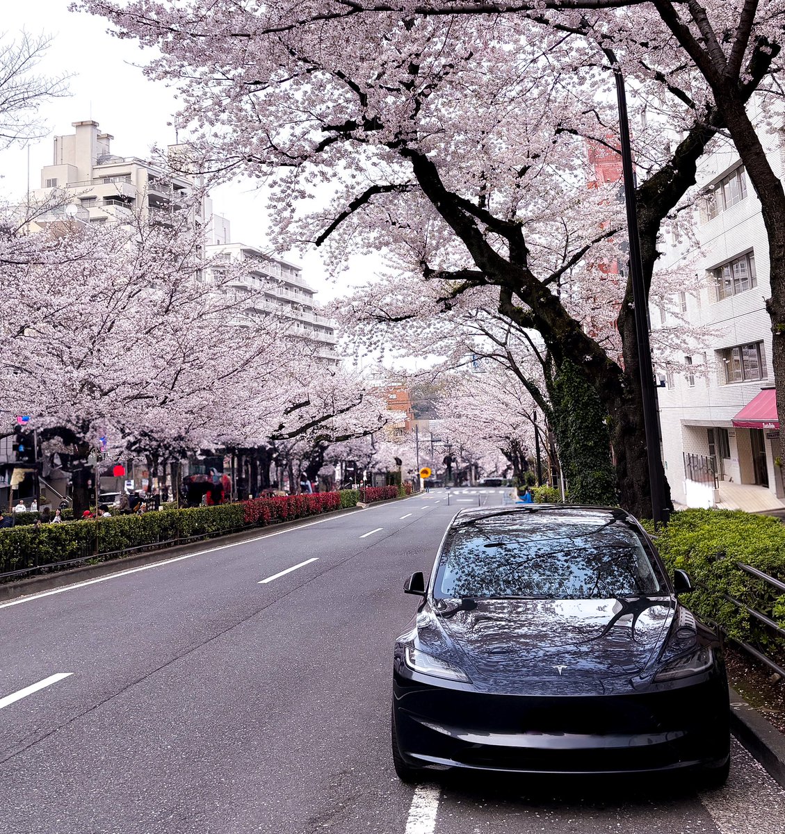 taktsla's tweet image. Tesla Model3 with Sakura
#tesla #model3