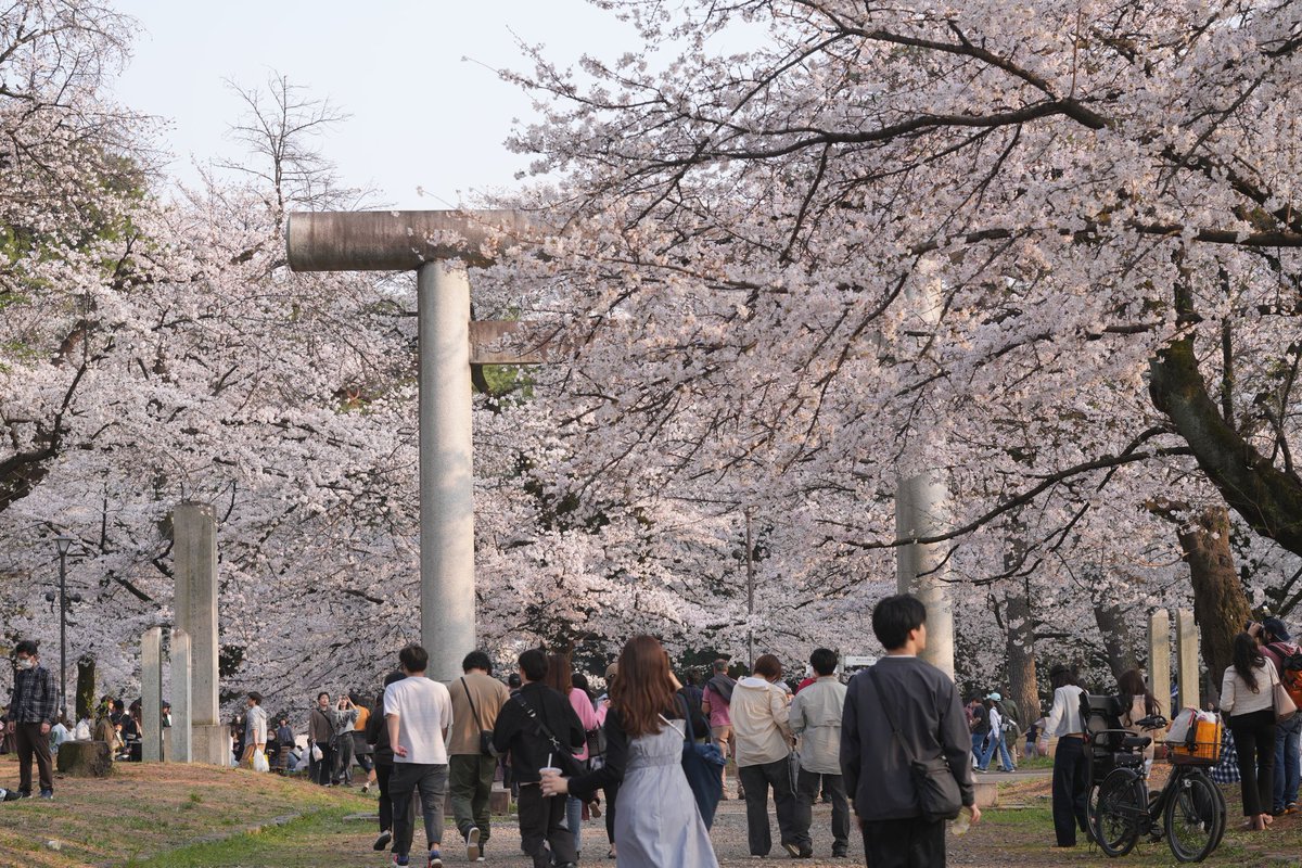 colovin86's tweet photo. 朝活のあとは大宮公園でレジャーシート敷いて１日お花見
これまでの人生で一番幸せなお花見でした😁 https://t.co/KKDGenFy0s