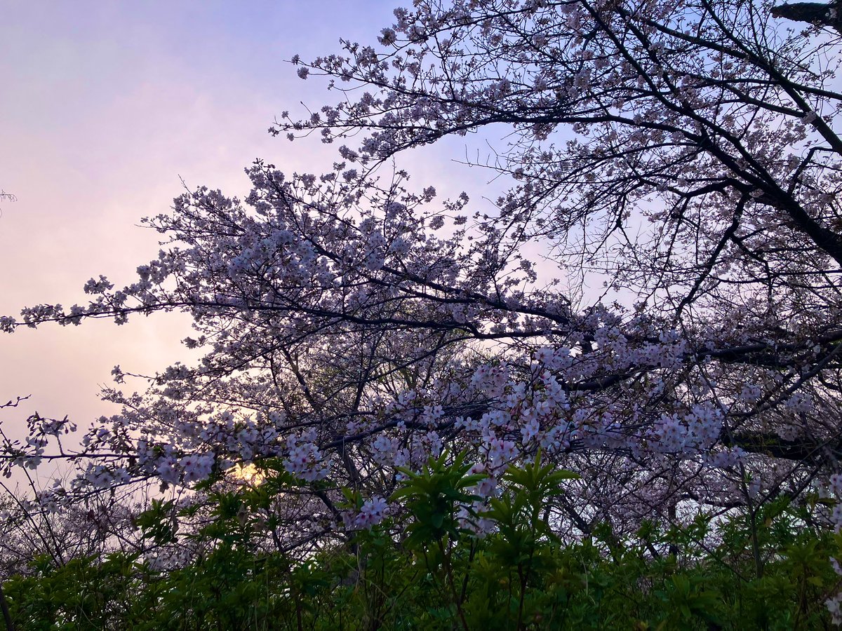 西方红 tweet media