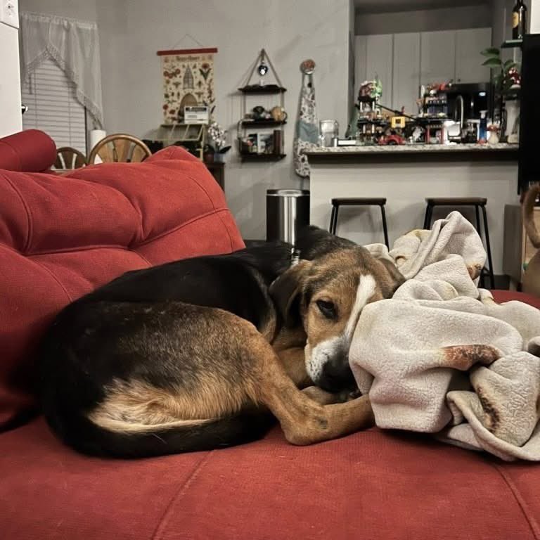 TriBeagles tweet media