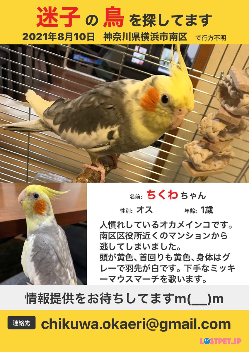 飛鳥 tweet media