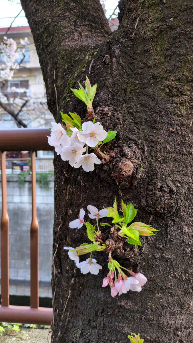 IgeVVbDdvhfX0s0's tweet image. 時差投稿。
今日は早起きをして目黒川の桜を見に中目黒へ行ってきました🌸
#中目黒
#目黒川
#桜